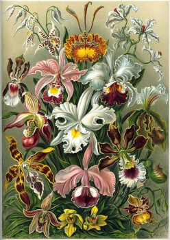 Orchids: A History of Sex, Drugs & Lies