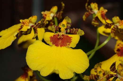 Orchid flowers from Oncidium varicosum species.
