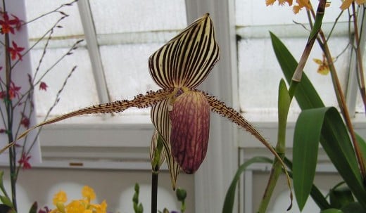 Paphiopedilum rothschildianum flower with its colourful misleading spots.