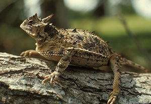 What is so interesting about a horned toad?