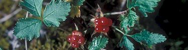 Nagoonberries.
