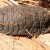 Bush Cockroach: the texture and coloration of both the roach and the wood that it is on is amazing, especially in a larger picture that can be obtained by clicking on picture.
