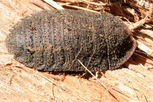 Bush Cockroach: the texture and coloration of both the roach and the wood that it is on is amazing, especially in a larger picture that can be obtained by clicking on picture.