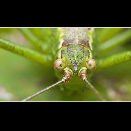 Baby Grasshopper: So many intricate details in this head on view. Notice the faceted eyes.