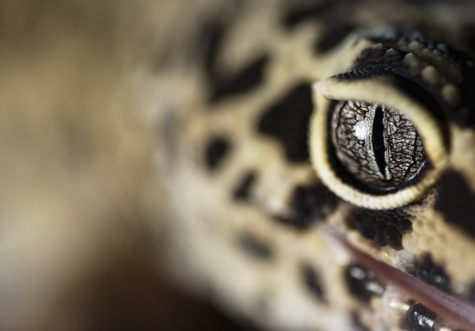 Leopard Gecko: The eyes of this reptile are stunning in this photograph. 