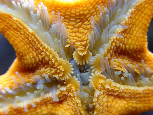 Starfish: The texture of the starfish flesh and its cilia are very visible in this photograph.