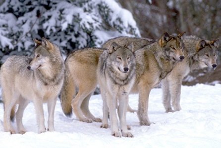 Wolf pack in the wild