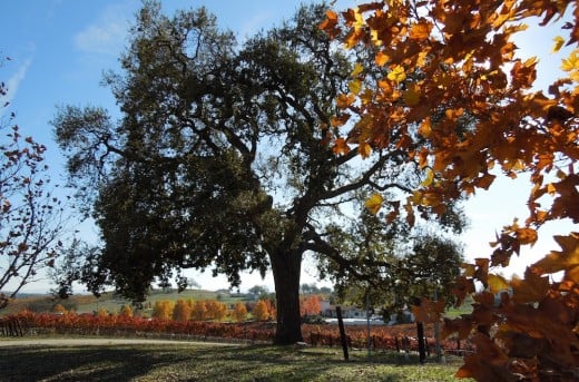 The oak, which is just beginning to lose its leaves, still stands green in contrast to its neighbors and the vineyard in the background.