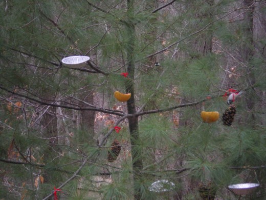 Chickadees seem to like the pine cones a lot!  See if you can spot the two chickadees in this photo. (Hint:  one is upside down and one is looking straight ahead)