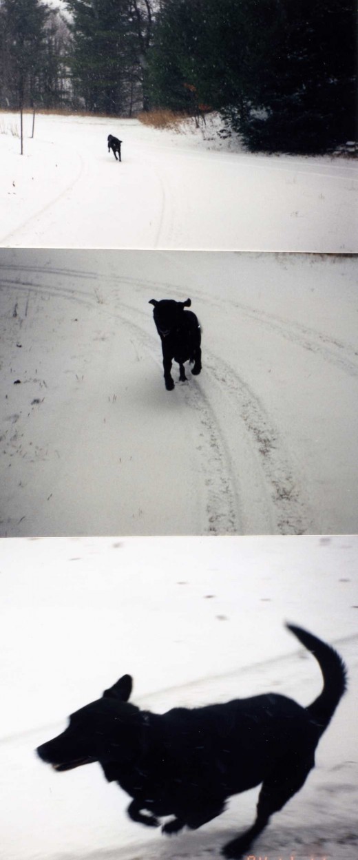Romping in the snow