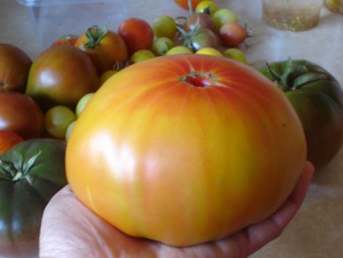 A Hillbilly tomato of average size.