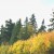 Yellows... Yellows...