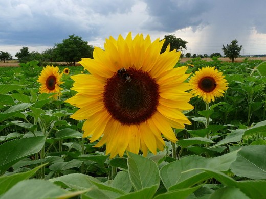 Field of sunflowers