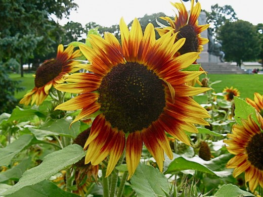 Sunflowers come in a range of different colors including this two-tone red and yellow variety.