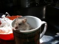 Best Humane Mouse Traps - Quick Kill or No Kill