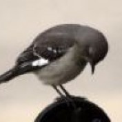Humility profile image