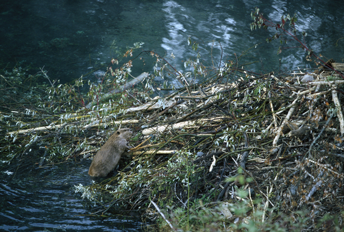 American Beaver (Castor canadensis) building dam, Rocky Mountains, North America