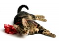 Vaccination and Symptoms of Rabies