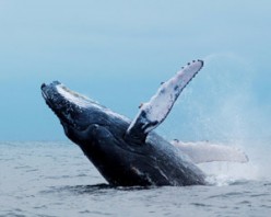 Whale and Dolphin watching in Sri Lanka