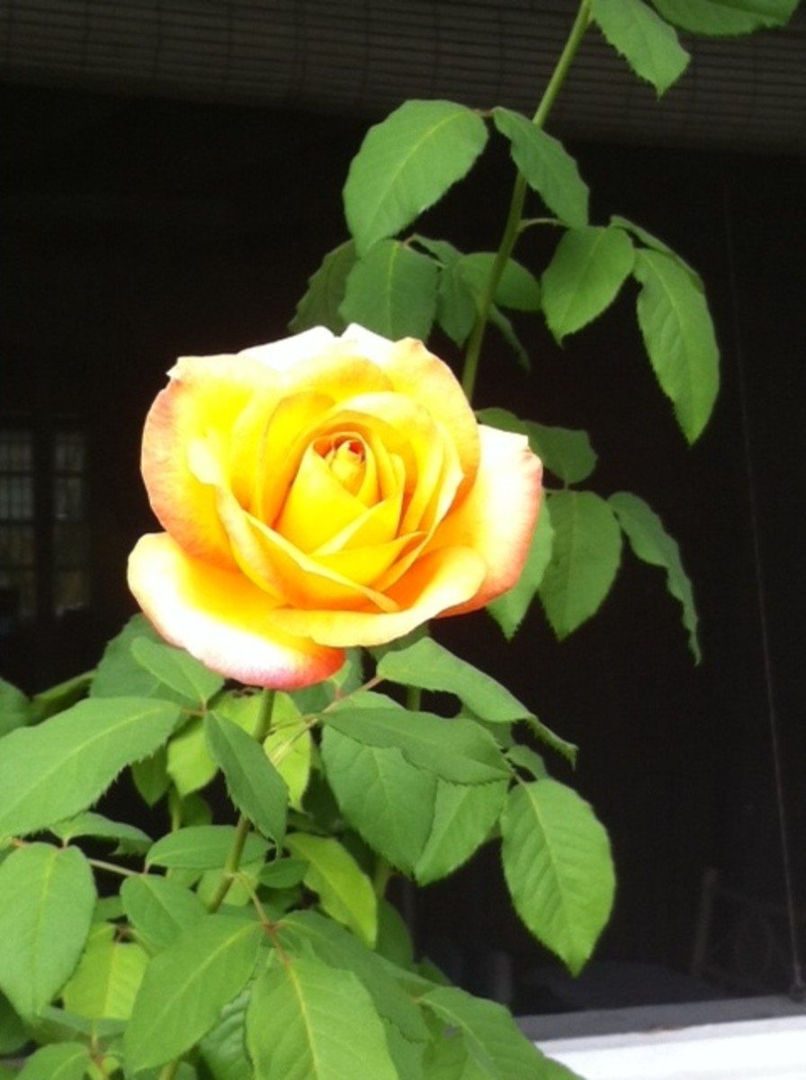 This Yellow Rose refuses to die.  It is a survivor!