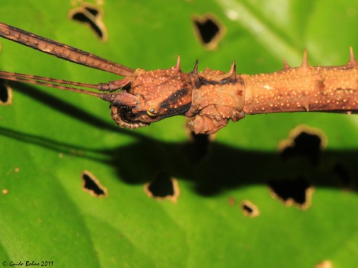 stick-insect from Papua