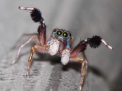 34 Macrophotography / Microphotography of Spiders; 34 Macrophotographic Images plus Videos of Spiders