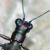 The iridescent colors on this insect makes it appear almost jewel like. The segments on its antenna are particularly interesting.