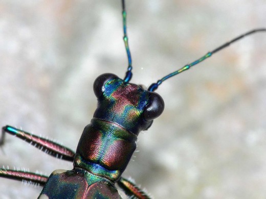 The iridescent colors on this insect makes it appear almost jewel like. The segments on its antenna are particularly interesting.