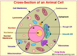 Inside the human cell