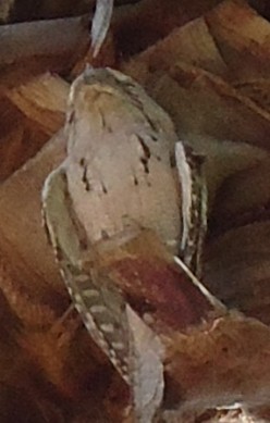 http://s2.hubimg.com/u/5833381_f248.jpg