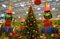 Christmas at the Missouri Botanical Garden and Butterfly House