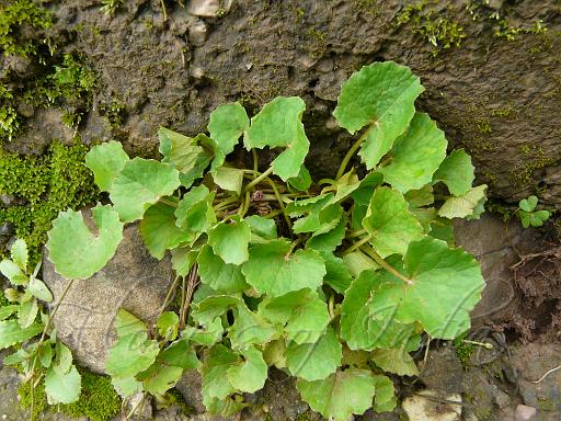 Centella asiatica (Hydrocotyle asiatica) Family:Apiaceae