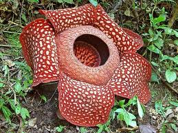 The famous and elusive Rafflesia arnoldii flower.