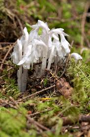 The ghostly Monotropa hypopitys, indian pipe.