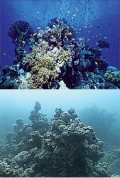 Destruction Of Coral Reefs