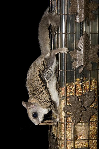 A flying squirrel!