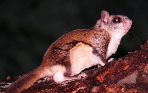 Southern flying red squirrel