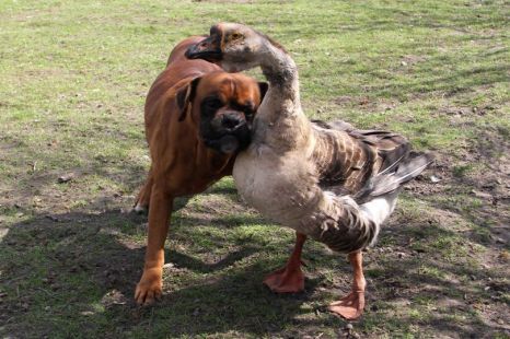 A "seeing eye" goose helps a blind dog... just heartwarming! 