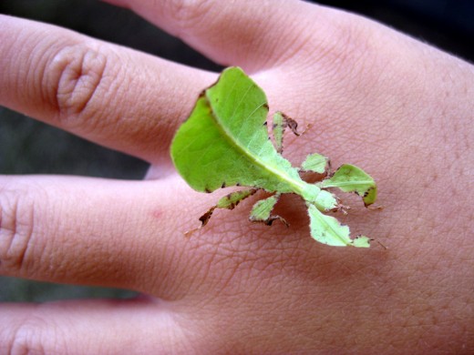 It is easy to see why this insect is called a Leaf Insect.
