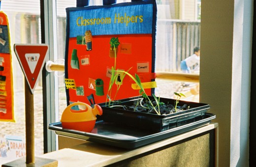 Seedlings in peat pots