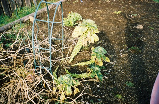 Palm tree?  Alien invader?  No, brussels sprouts!