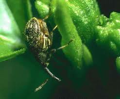 A pepper weevil destroying a green pepper.