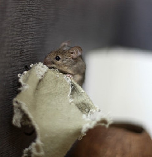Mice or Mouse in the HVAC Ducts? Mice or Mouse in the HVAC Ducts?