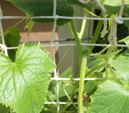 A cucumber vine growing on a string-lattice support.