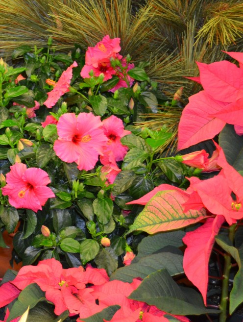Photo 2 - Hibiscus with Poinsettias at Christmas Time