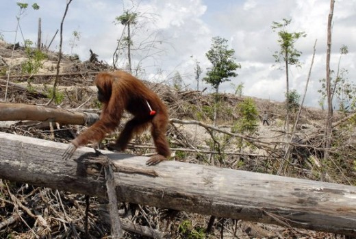 The effects of the palm oil industry. Poor stranded Orangutan. :(