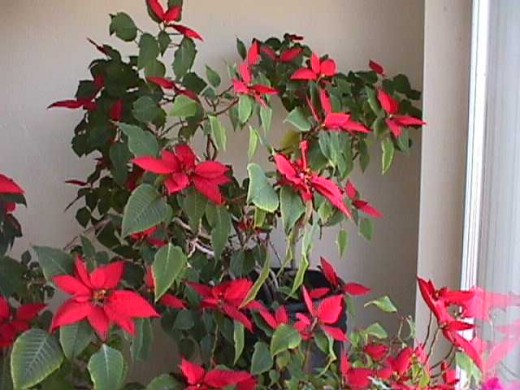 The poinsettia plant with its green, red, and white symbolize the glory of God even in the depths of winter.