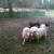 A working Rottweiler herding sheep doesn't look too dangerous, does it? A working Rottweiler herding sheep doesn't look too dangerous, does it?