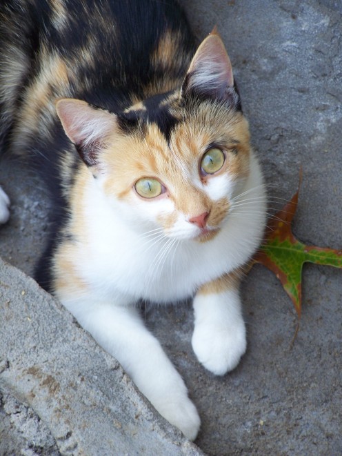 Calico Mutt Cat, Aine.