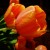 Additional tulip gift from Pat and John